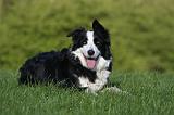 BORDER COLLIE 1523